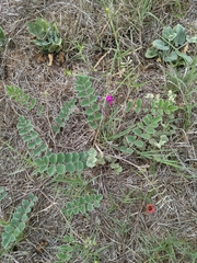 Tephrosia lindheimeri