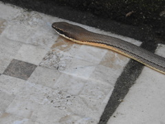 Philodryas nattereri