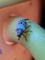 Lignyodes pallidus