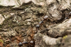 Camponotus nipponensis