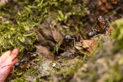 Camponotus nipponensis