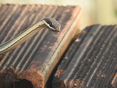 Philodryas nattereri