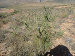 Lobostemon echioides