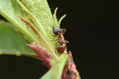 Crematogaster matsumurai