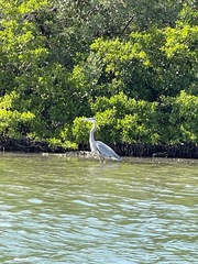 Ardea herodias