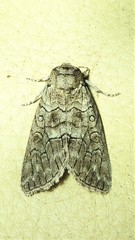 Discophlebia celaena