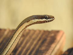 Philodryas nattereri