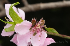 Camponotus quadrinotatus