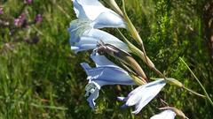 Gladiolus gracilis