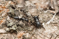Camponotus concavus