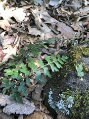Asplenium praemorsum