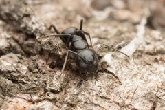 Camponotus concavus