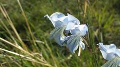 Gladiolus gracilis