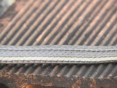 Philodryas nattereri