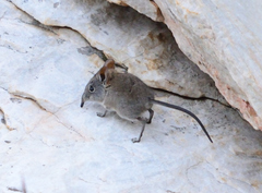 Elephantulus edwardii