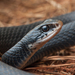 Coluber constrictor - Photo (c) Amber Hart,  זכויות יוצרים חלקיות (CC BY-NC), uploaded by Amber Hart