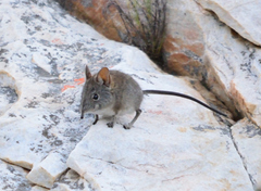 Elephantulus edwardii