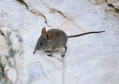 Elephantulus edwardii