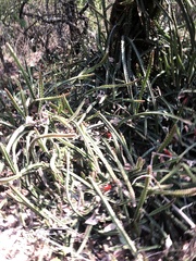 Disocactus speciosus