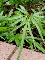 Pteris ensiformis