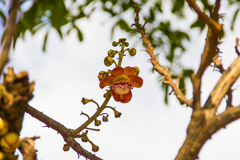 Couroupita guianensis