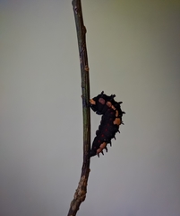 Papilio clytia