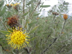 Leucospermum rodolentum