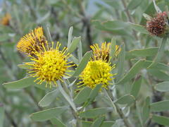 Leucospermum rodolentum
