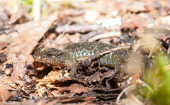 Desmognathus santeetlah