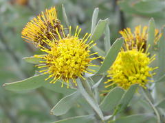 Leucospermum rodolentum