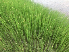 Equisetum fluviatile