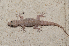 Hemidactylus murrayi