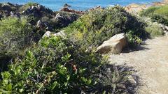 Lachenalia bulbifera