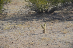 Cylindropuntia bigelovii