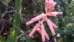 Lachenalia bulbifera