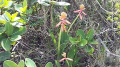 Lachenalia bulbifera