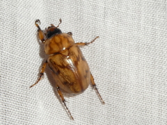 Cyclocephala lunulata