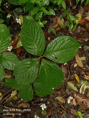 Chloranthus