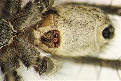 Pardosa groenlandica