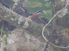 Pipraeidea melanonota