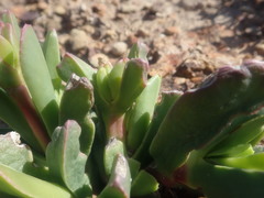 Acrodon purpureostylus