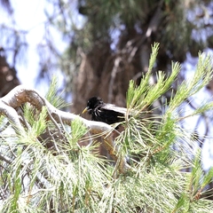 Sturnus vulgaris