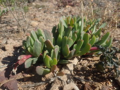 Acrodon purpureostylus
