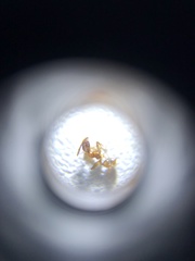 Pheidole fervens