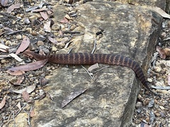Acanthophis antarcticus