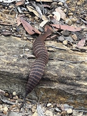 Acanthophis antarcticus