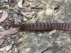Acanthophis antarcticus