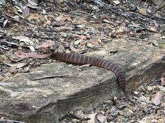 Acanthophis antarcticus