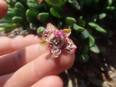 Acrodon purpureostylus