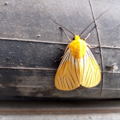 Pseudischnocampa
